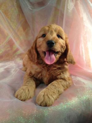 Red Male Mini Goldendoodle Puppy for sale DOB 10/13/15 $1500